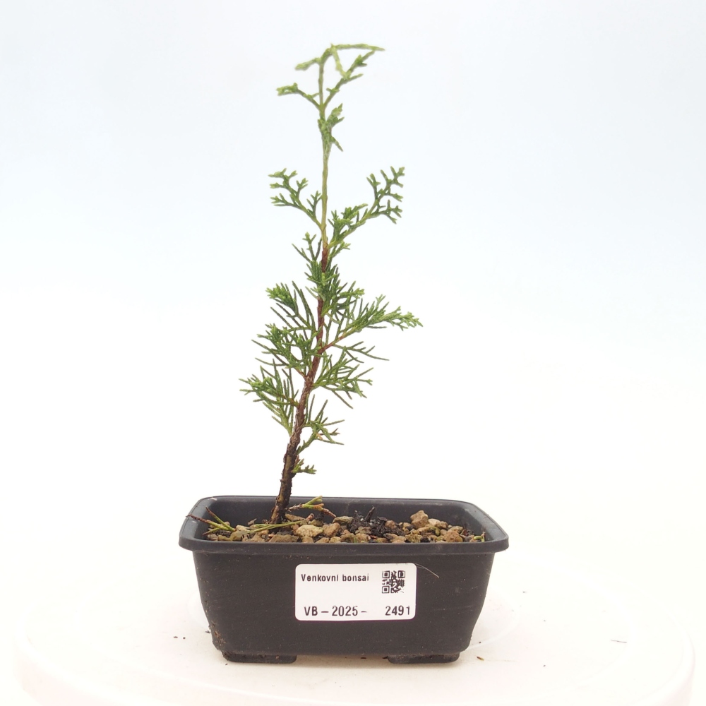 Venkovní bonsai - Juniperus chinensis Itoigawa -Jalovec čínský