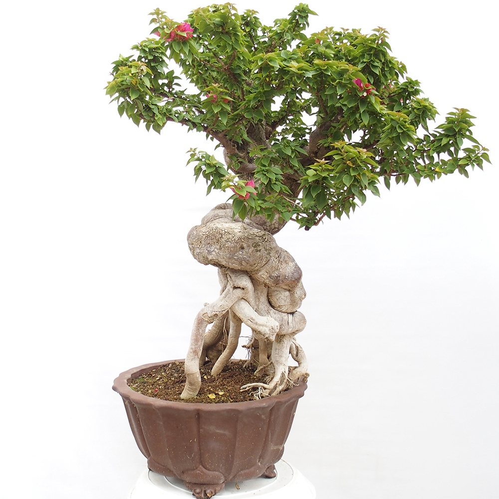 Pokojová bonsai - Bouganwilea