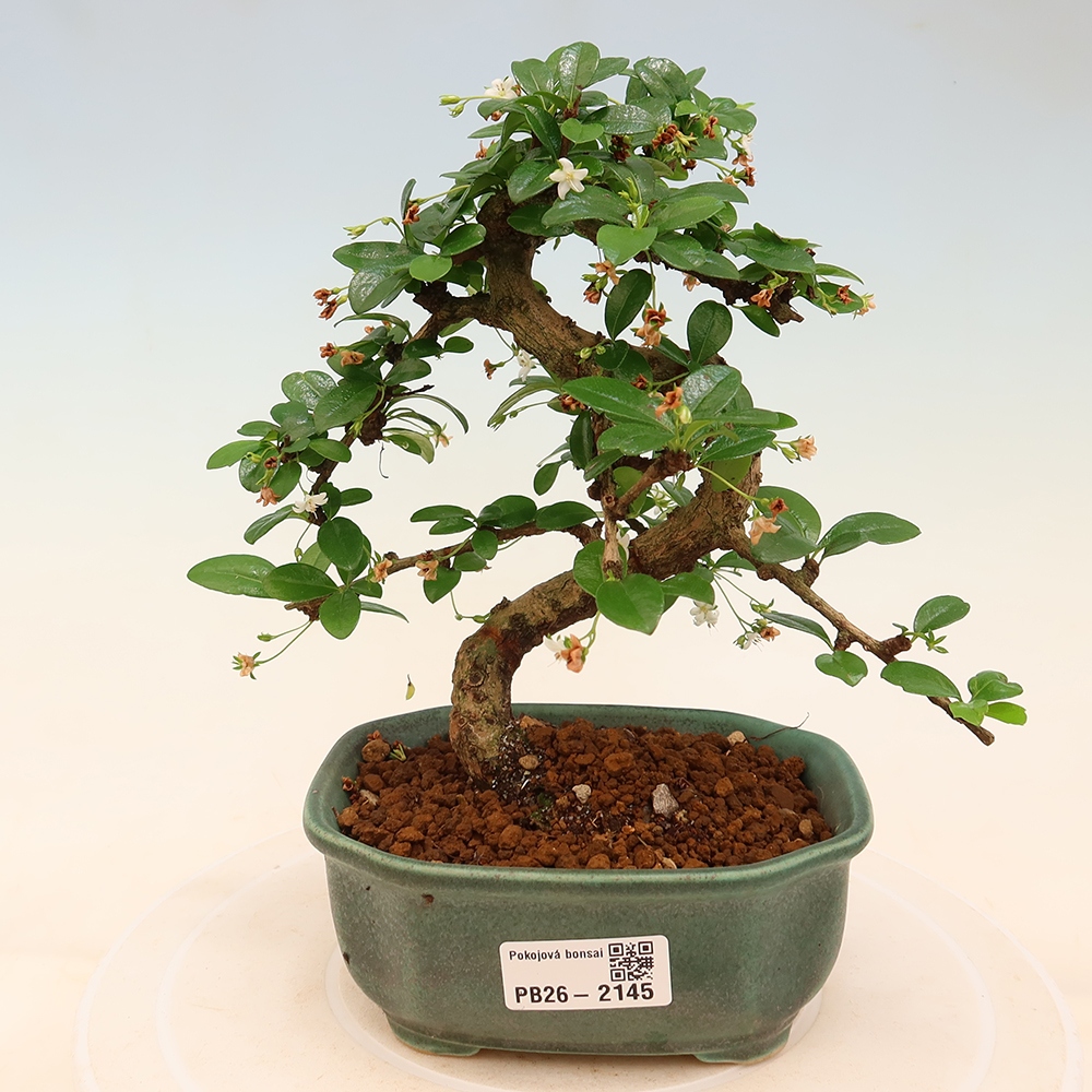 Pokojová bonsai - Carmona macrophylla - Čaj fuki
