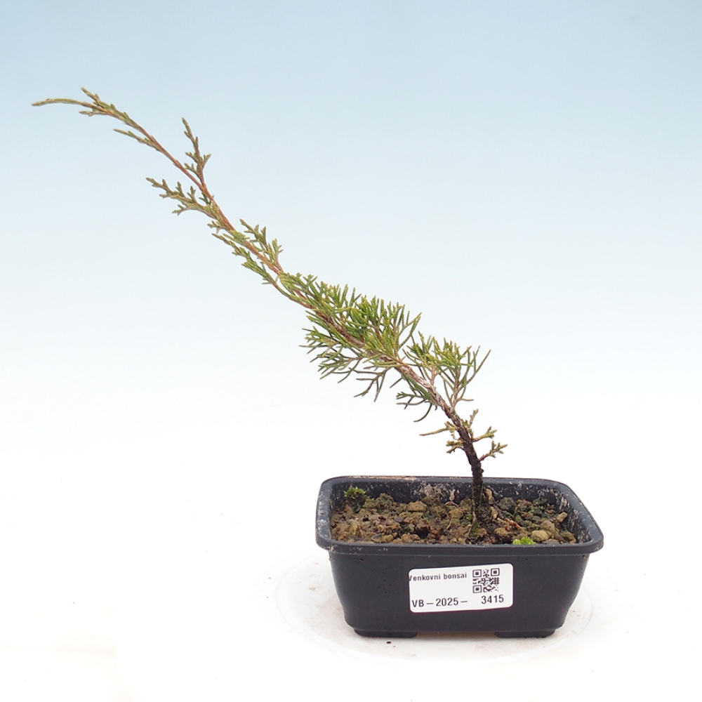 Venkovní bonsai - Juniperus chinensis Itoigawa -Jalovec čínský