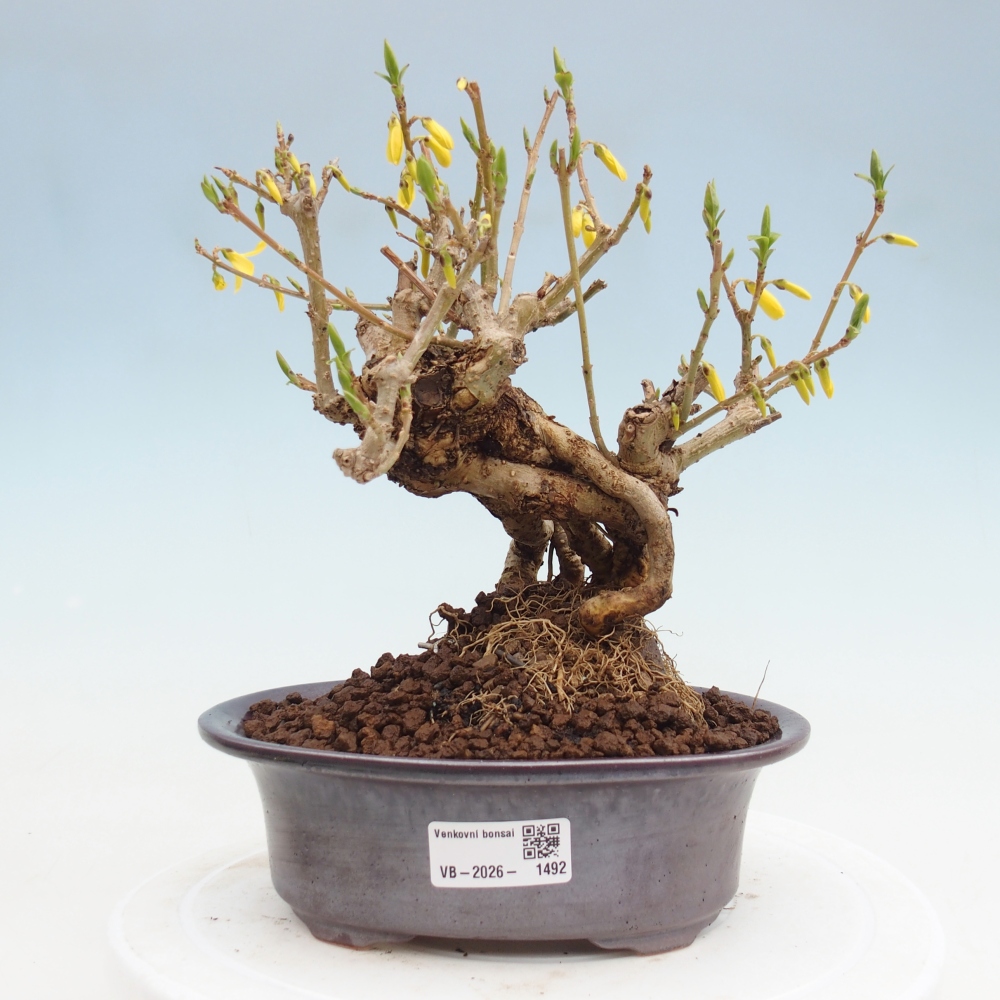 Venkovní bonsai - Zlatice - Forsythia koreana