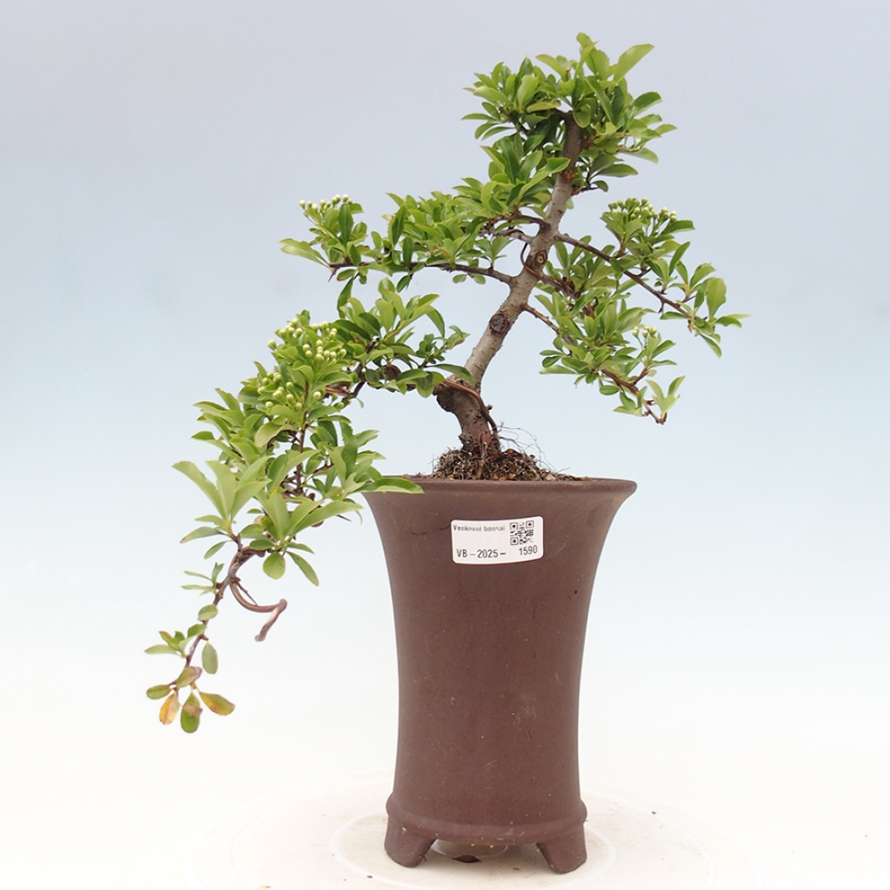 Venkovní bonsai-Pyracanta Teton -Hlohyně
