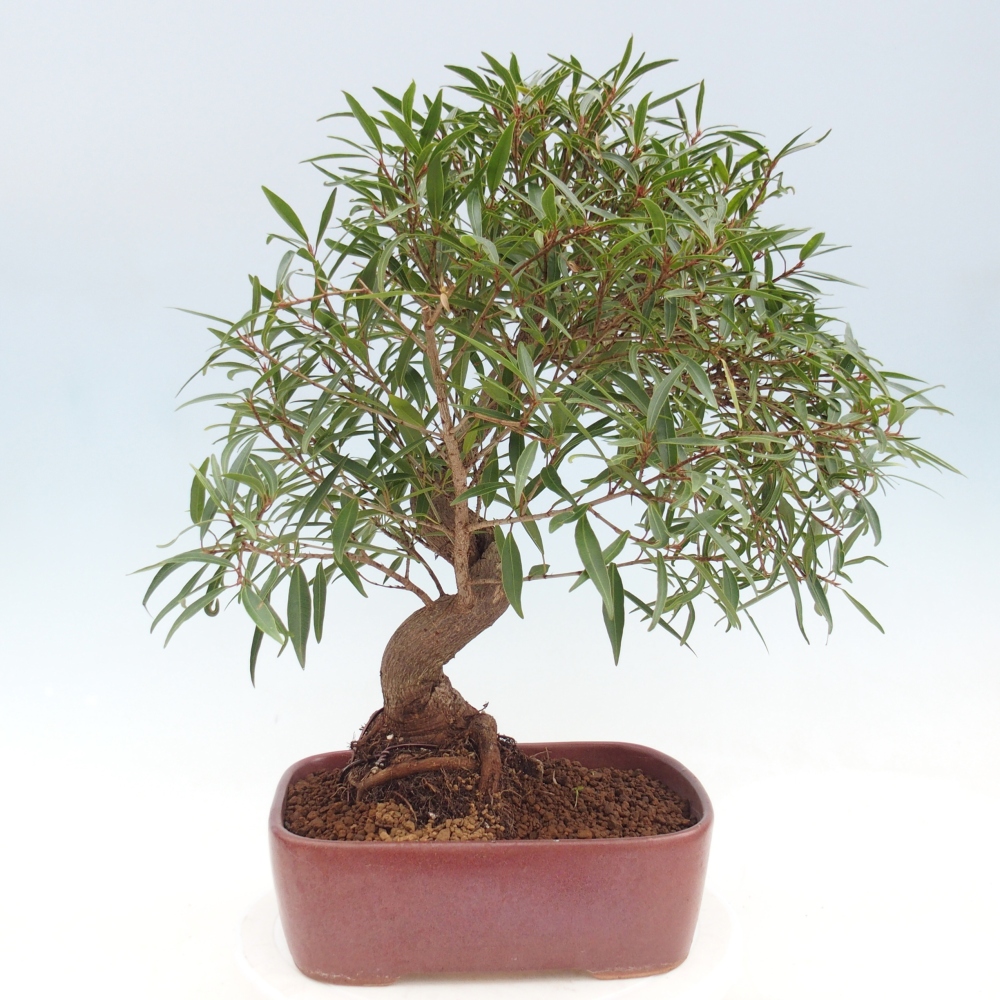 Pokojová bonsai - Ficus nerifolia -  malolistý fíkus