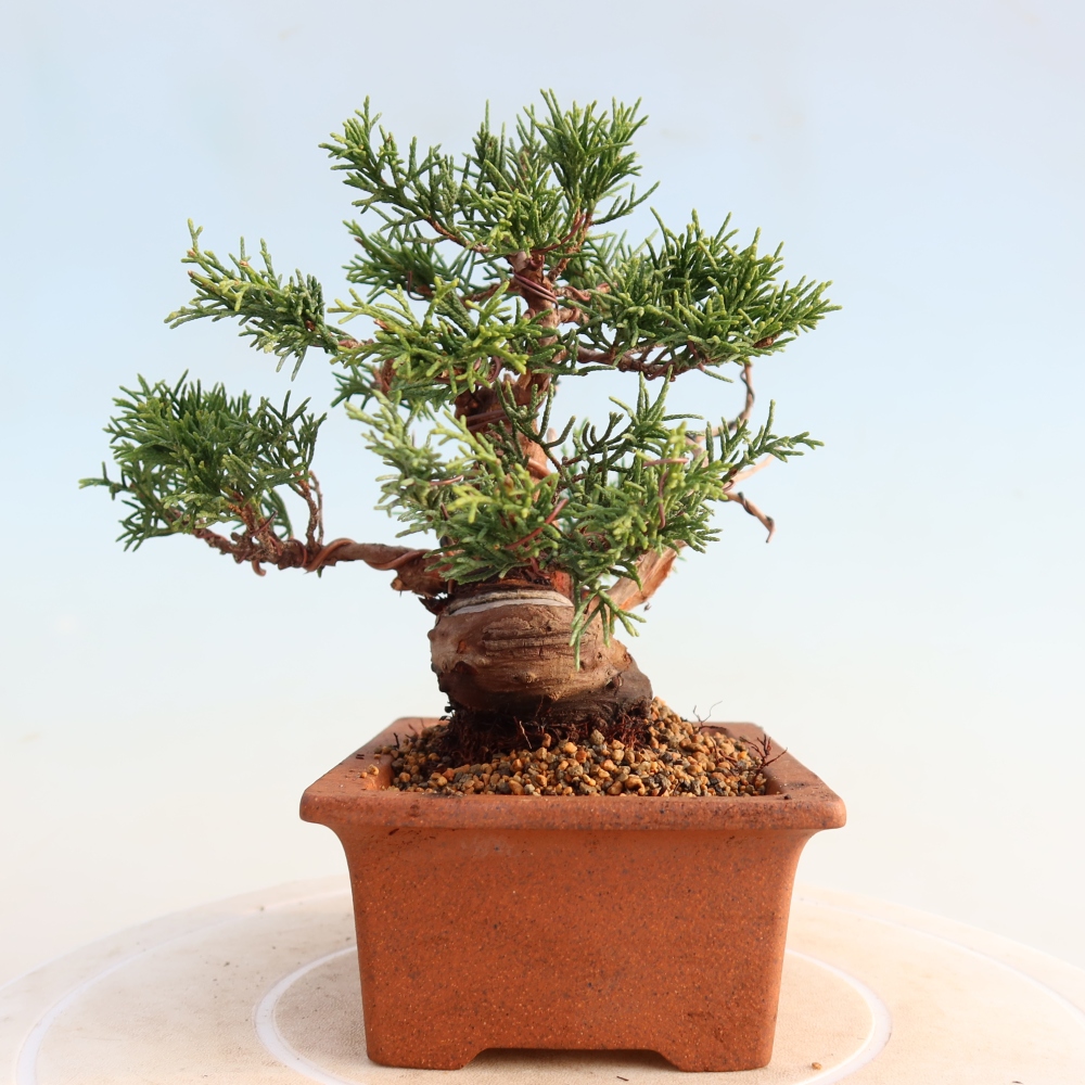 Venkovní bonsai - Juniperus chinensis Itoigawa -Jalovec čínský