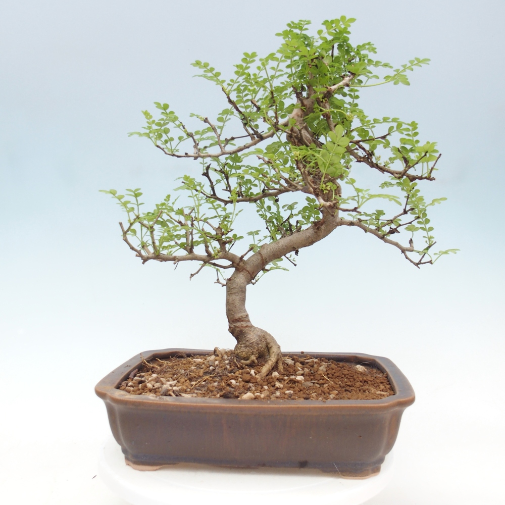 Pokojová bonsai - Zantoxylum piperitum - pepřovník