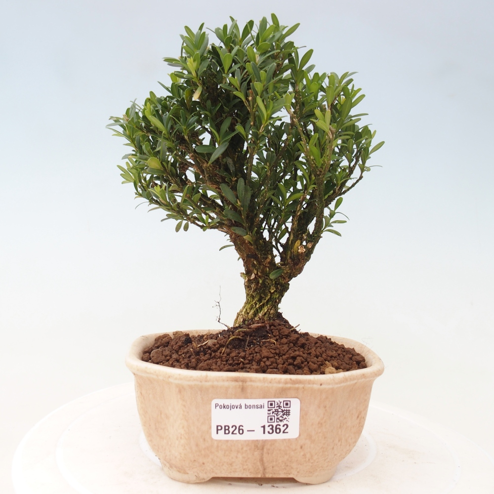 Pokojová bonsai - Buxus harlandii -korkový buxus