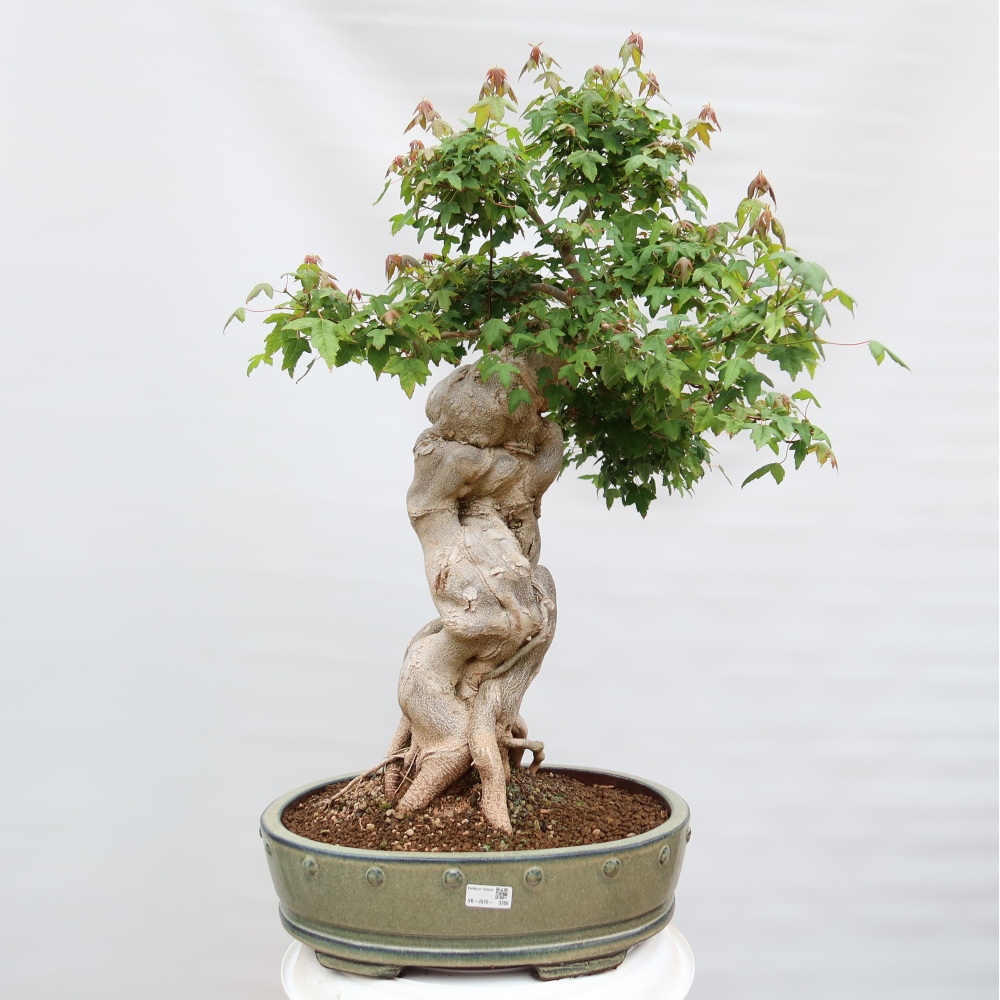 Venkovní bonsai - Javor Burgerův - Acer Burgerianum 