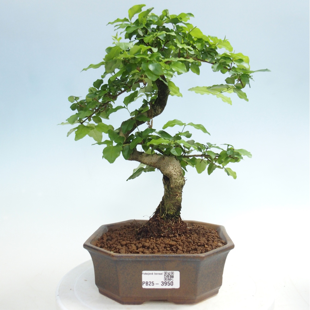 Pokojová bonsai -Ligustrum chinensis - Ptačí zob