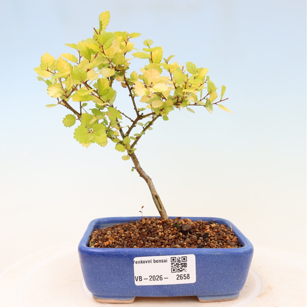 Venkovní bonsai - bříza trpasličí - Betula NANA Golden Treasure