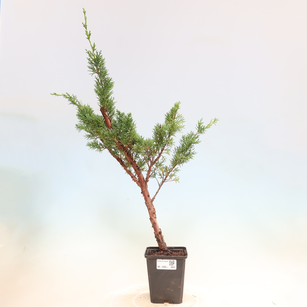 Venkovní bonsai - Juniperus chinensis Kishu -Jalovec čínský