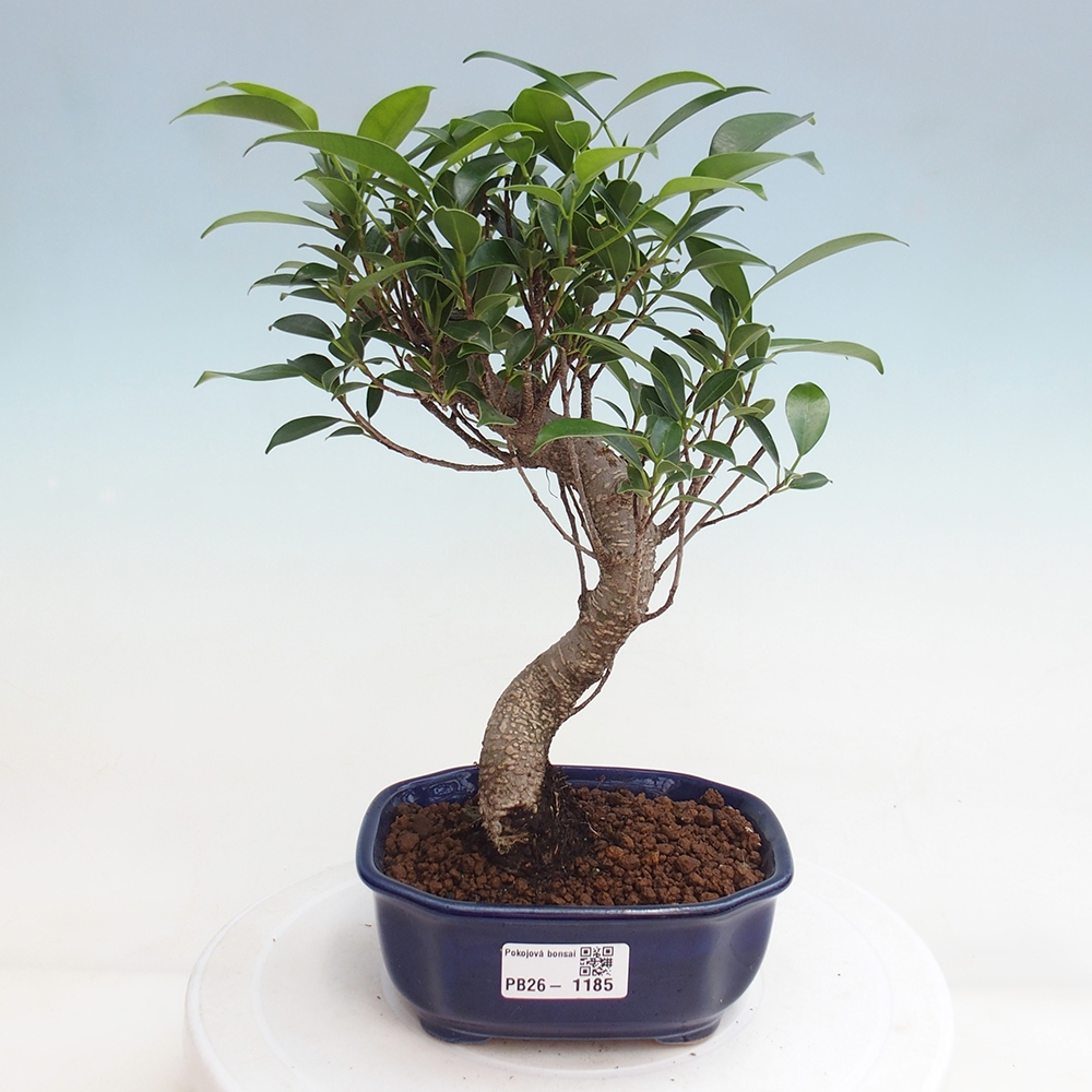 Pokojová bonsai - Ficus retusa -  malolistý fíkus