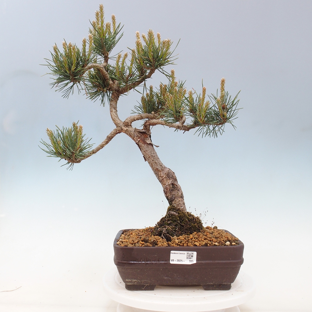 Venkovní bonsai - Pinus Sylvestris Watererri - Borovice lesní