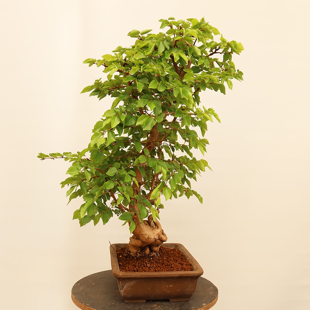 Venkovní bonsai -Carpinus Coreana - Habr korejský