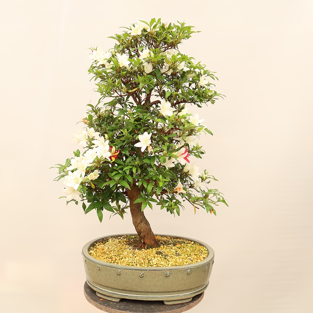 Venkovní bonsai - Japonská azalka - Azalea Chihiro
