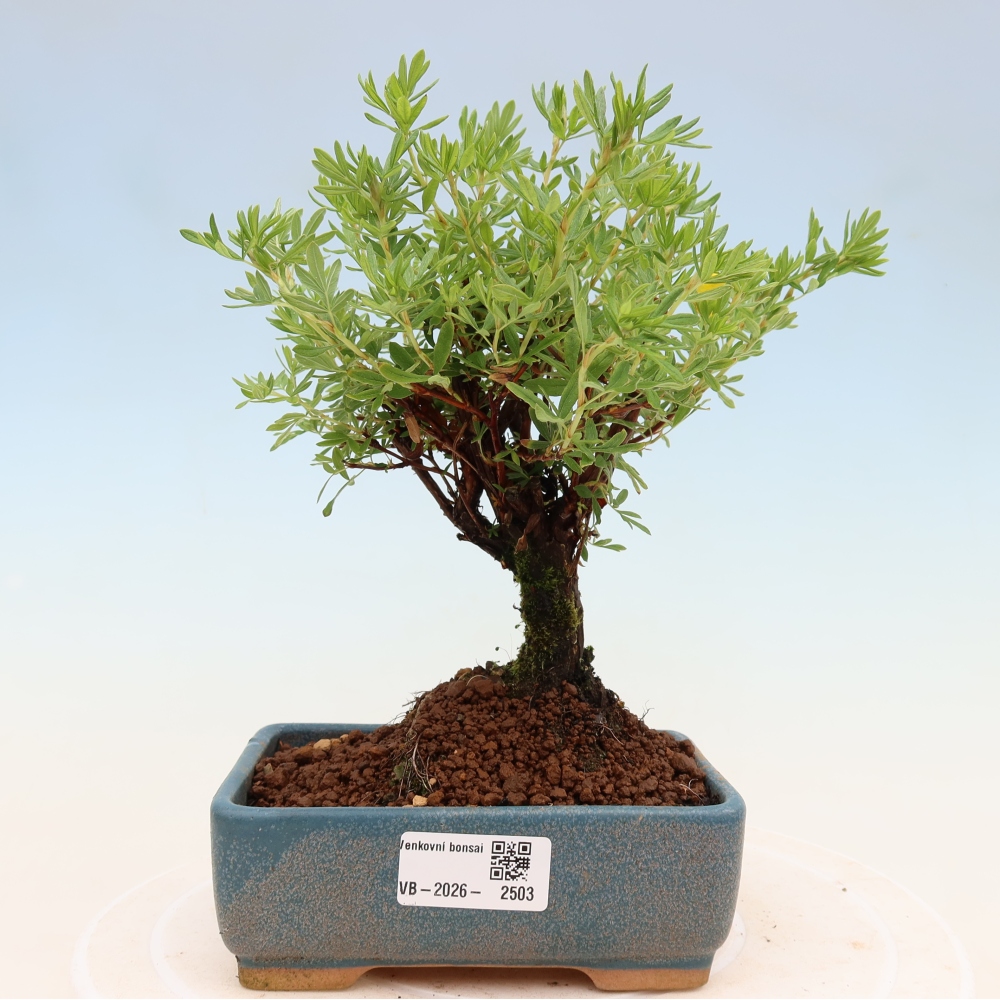 Venkovní bonsai-Mochna křovitá - potentila fruticosa 