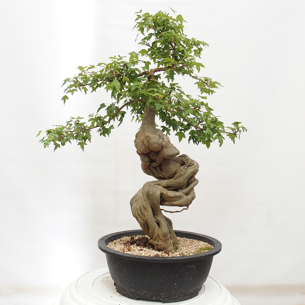 Venkovní bonsai - Acer Buergerianum - Javor Burgerův