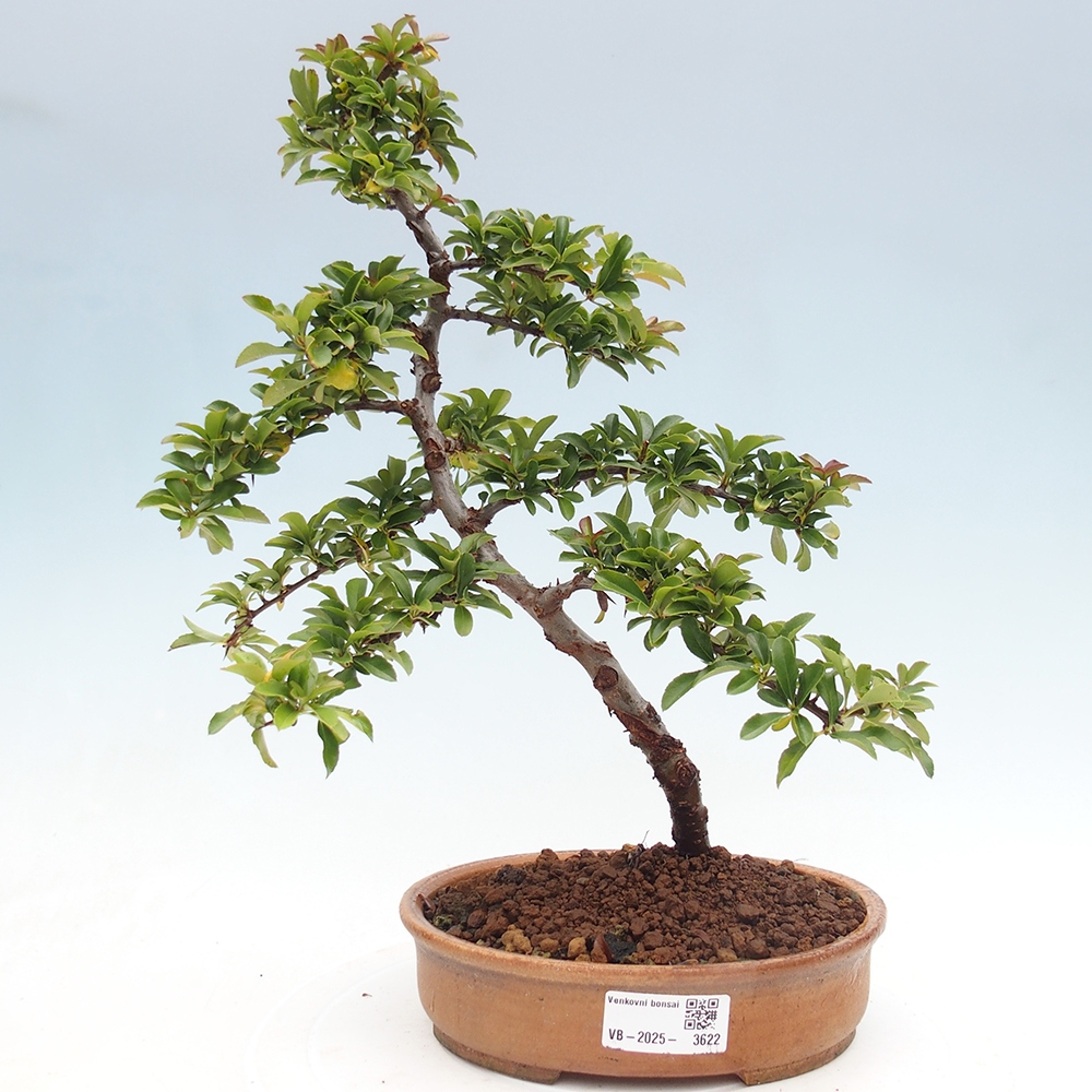 Venkovní bonsai-Pyracanta Teton -Hlohyně