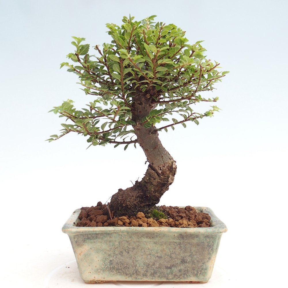 Venkovní bonsai - Ulmus parvifolia Hokkaido - jilm Čínský