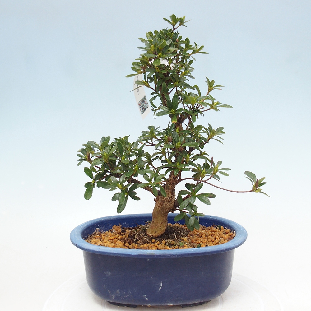 Venkovní bonsai - Japonská azalka - Azalea Asahi-no-izumi