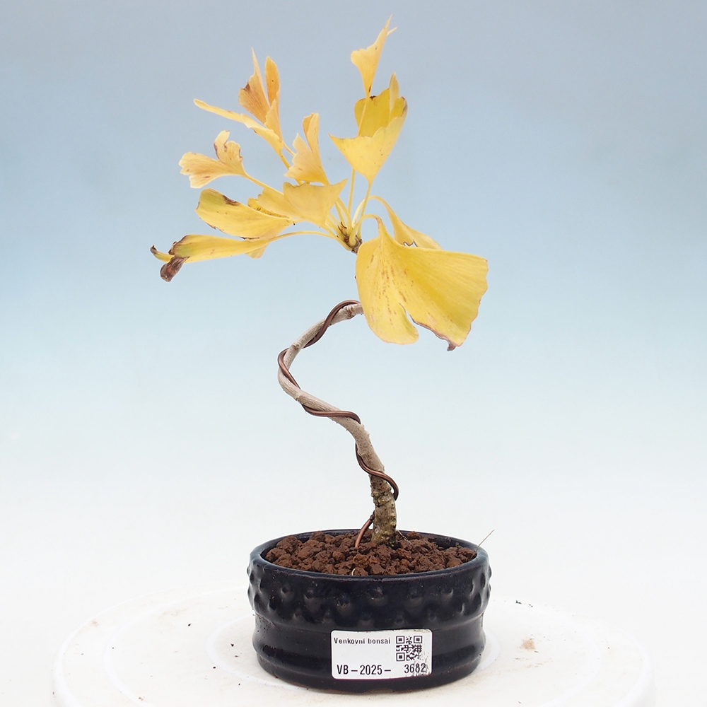 Venkovní bonsai - Jinan dvoulaločný - Ginkgo biloba