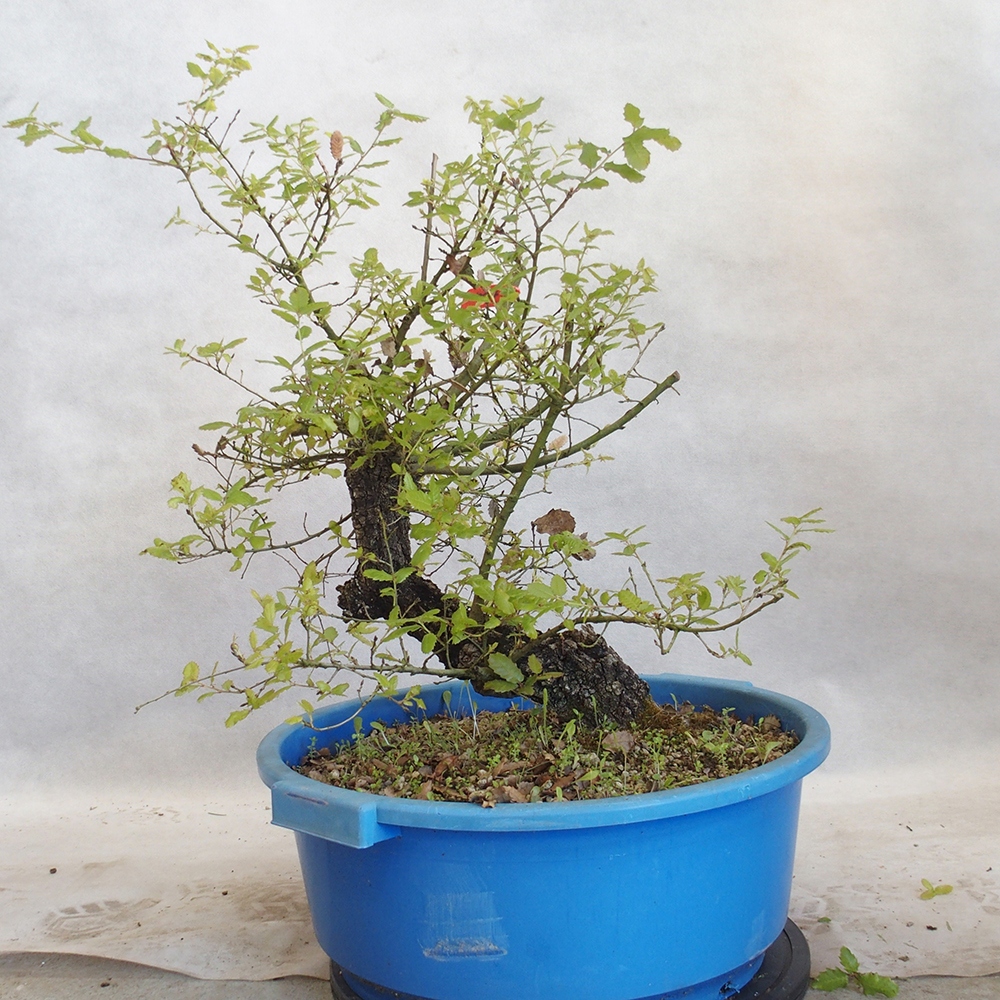 Venkovní bonsai Quercus Cerris - Dub Cer