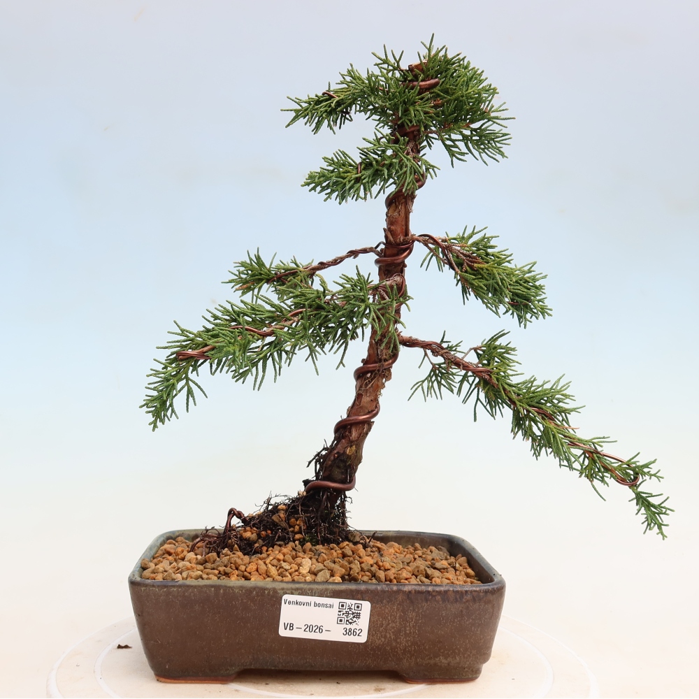 Venkovní bonsai - Juniperus chinensis Kishu -Jalovec čínský