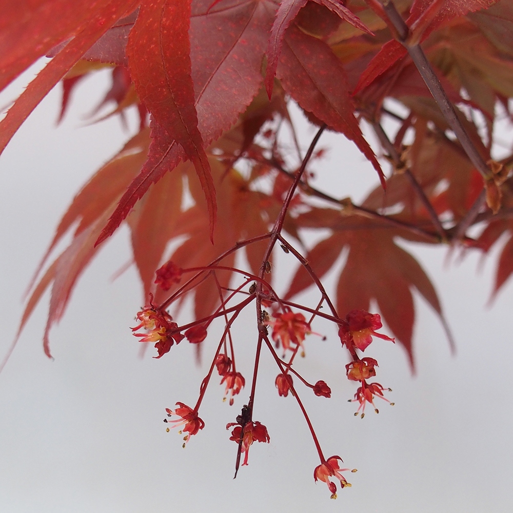 Venkovní bonsai - Acer palm. Atropurpureum-Javor dlanitolistý