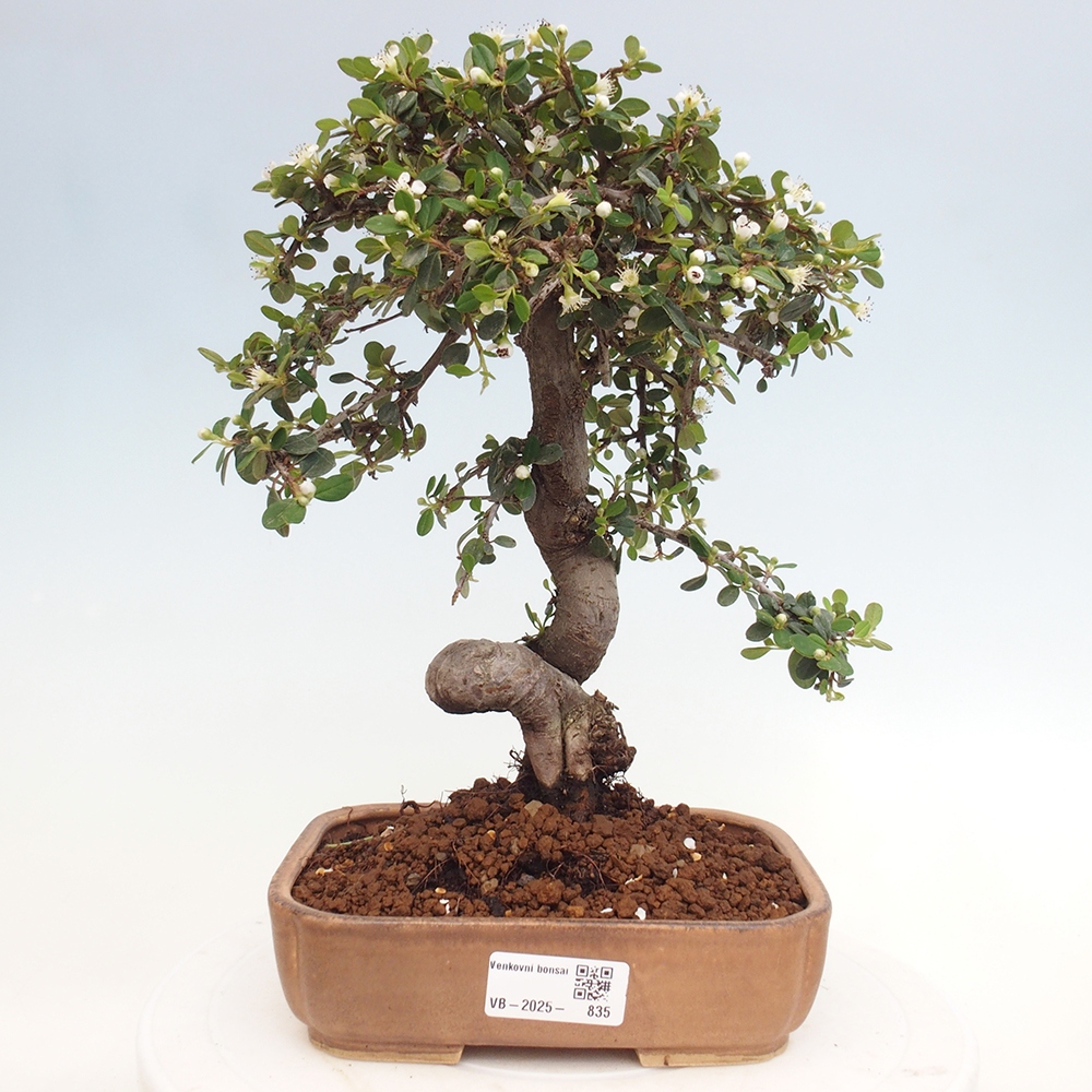 Venkovní bonsai-Cotoneaster dammeri - Skalník Damerův