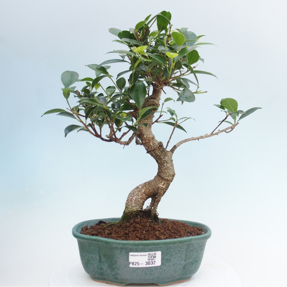 Pokojová bonsai - Ficus retusa -  malolistý fíkus