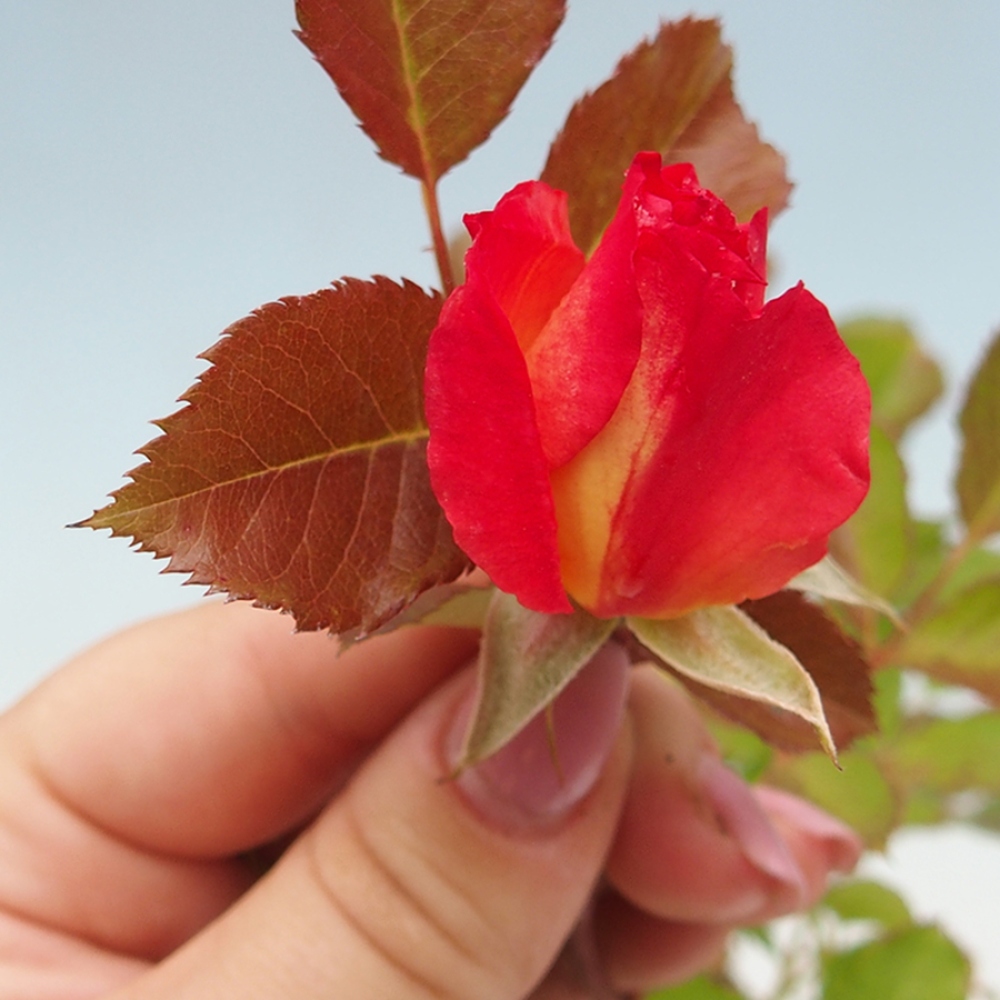 Venkovní bonsai - Rosa Kordes -  růže