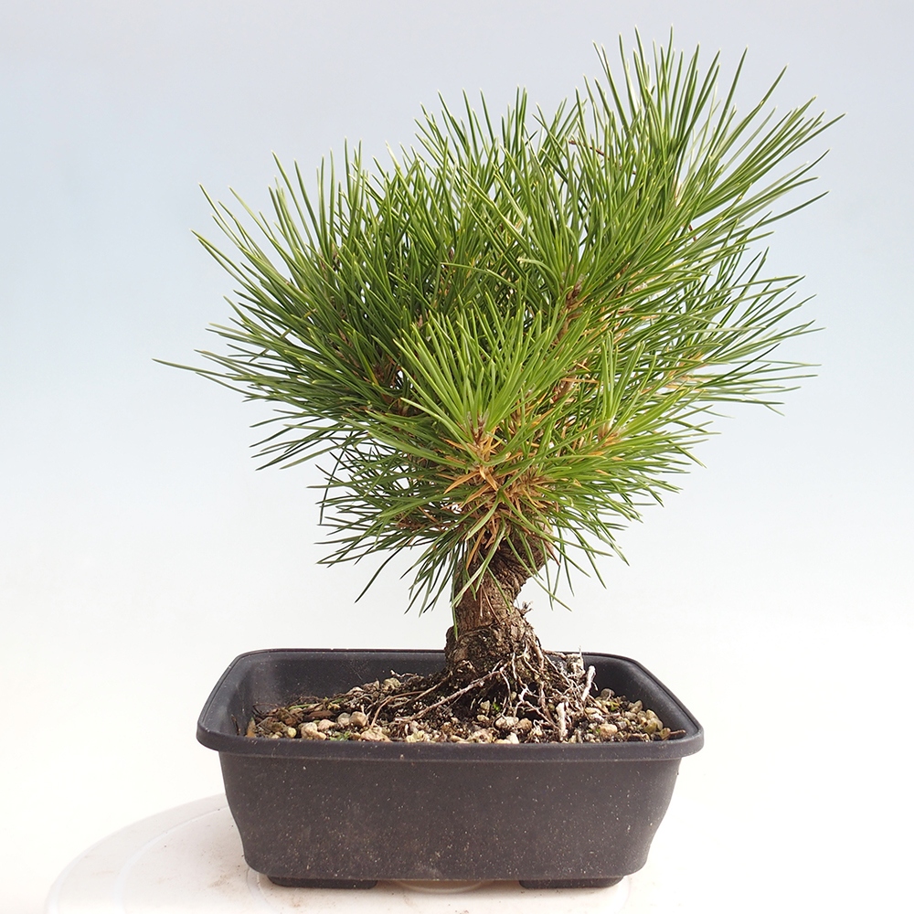 Venkovní bonsai - Pinus thunbergii - Borovice thunbergova