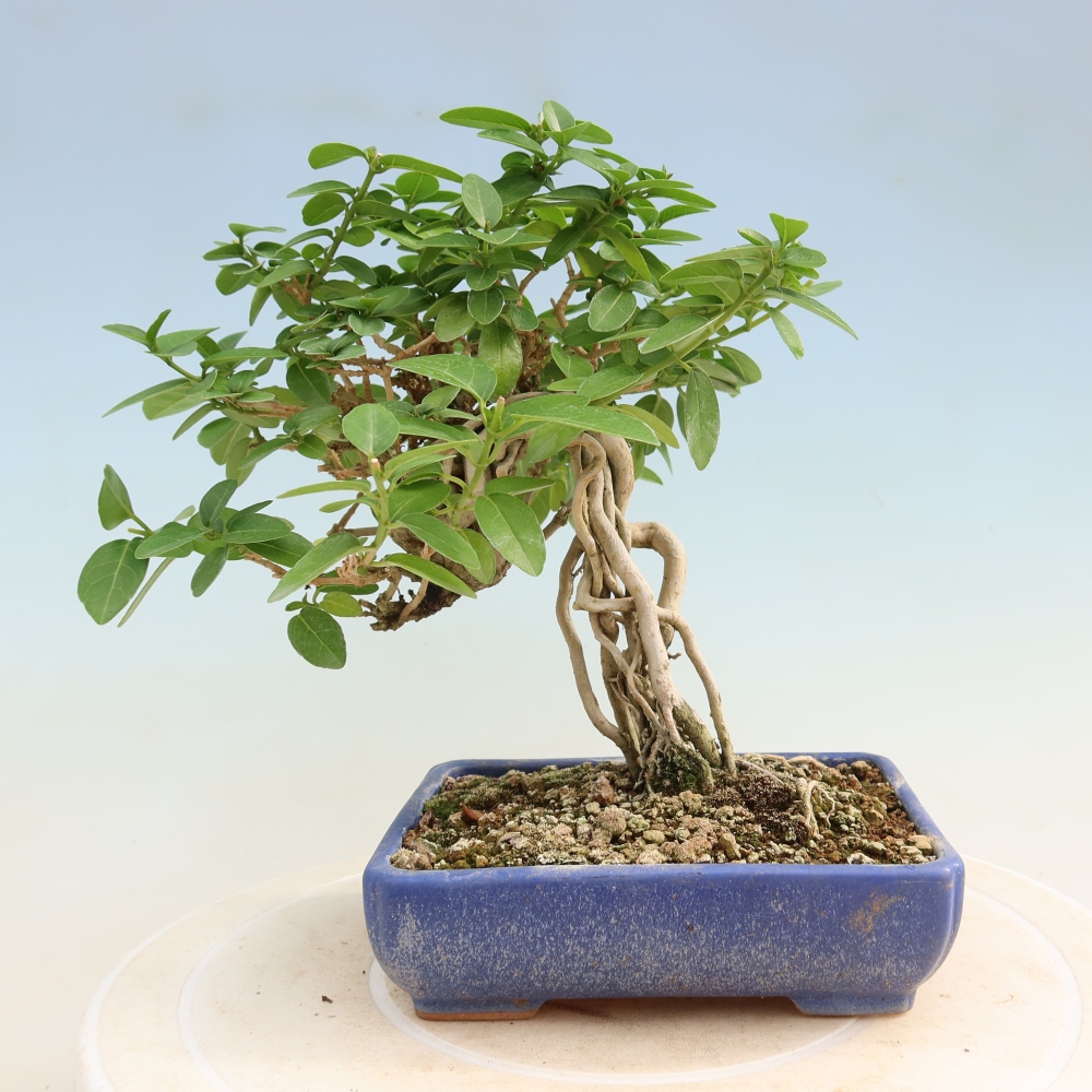 Pokojová bonsai - Premna serratifolia  - Kozlovoň malolistá