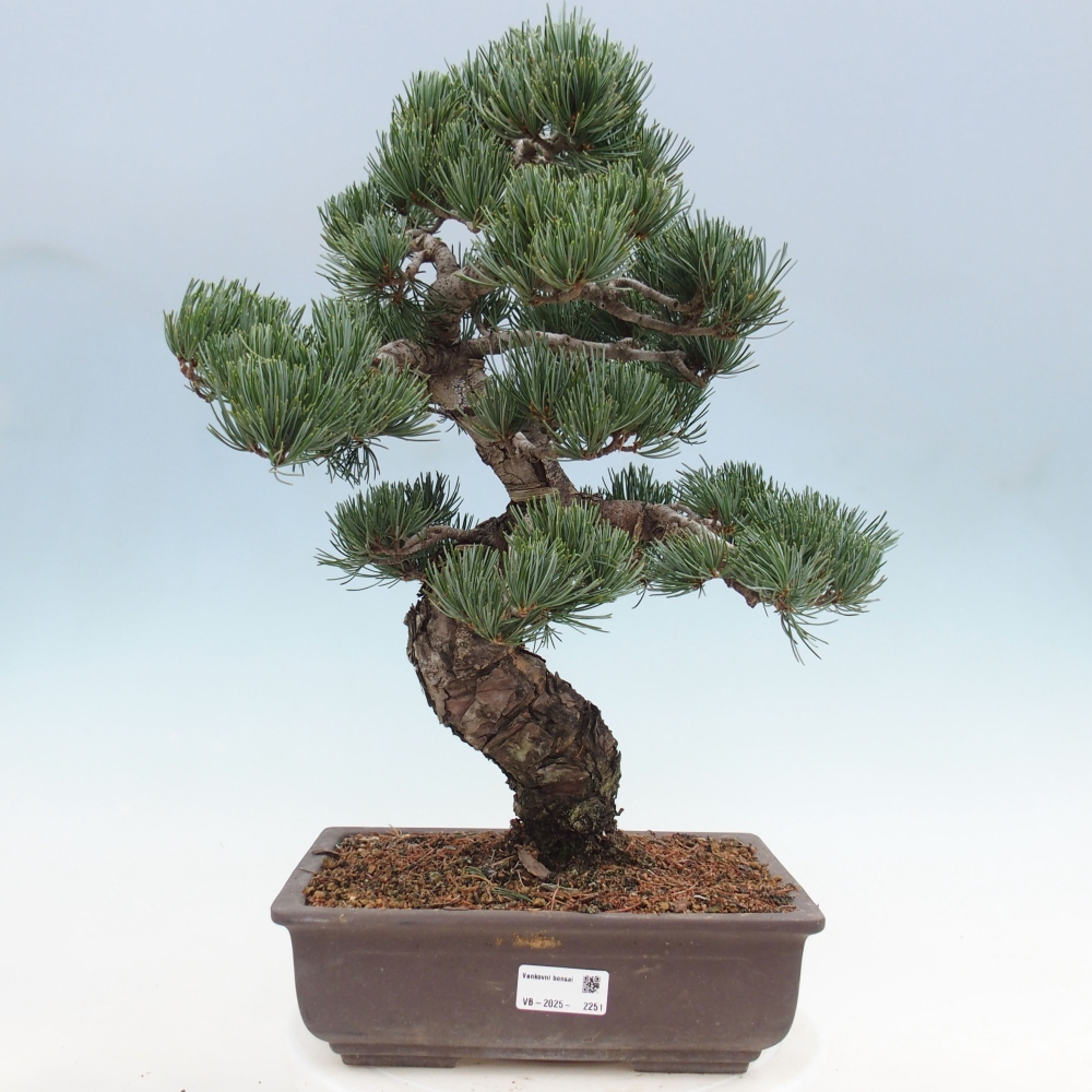 Venkovní bonsai - Pinus parviflora - Borovice drobnokvětá