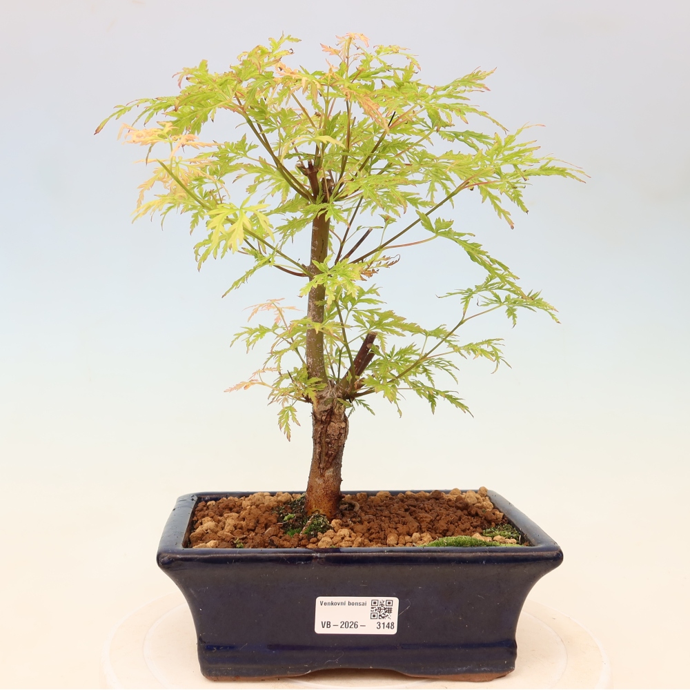 Venkovní bonsai - Acer palmatum Dissectum - Javor dlanitolistý 