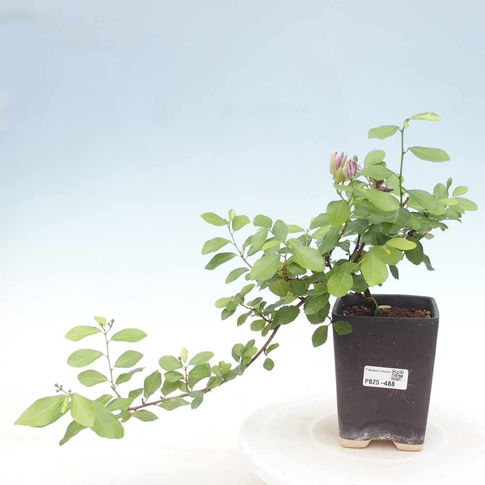 Pokojová bonsai - Grewia occidentalis - Hvězdice levandulová