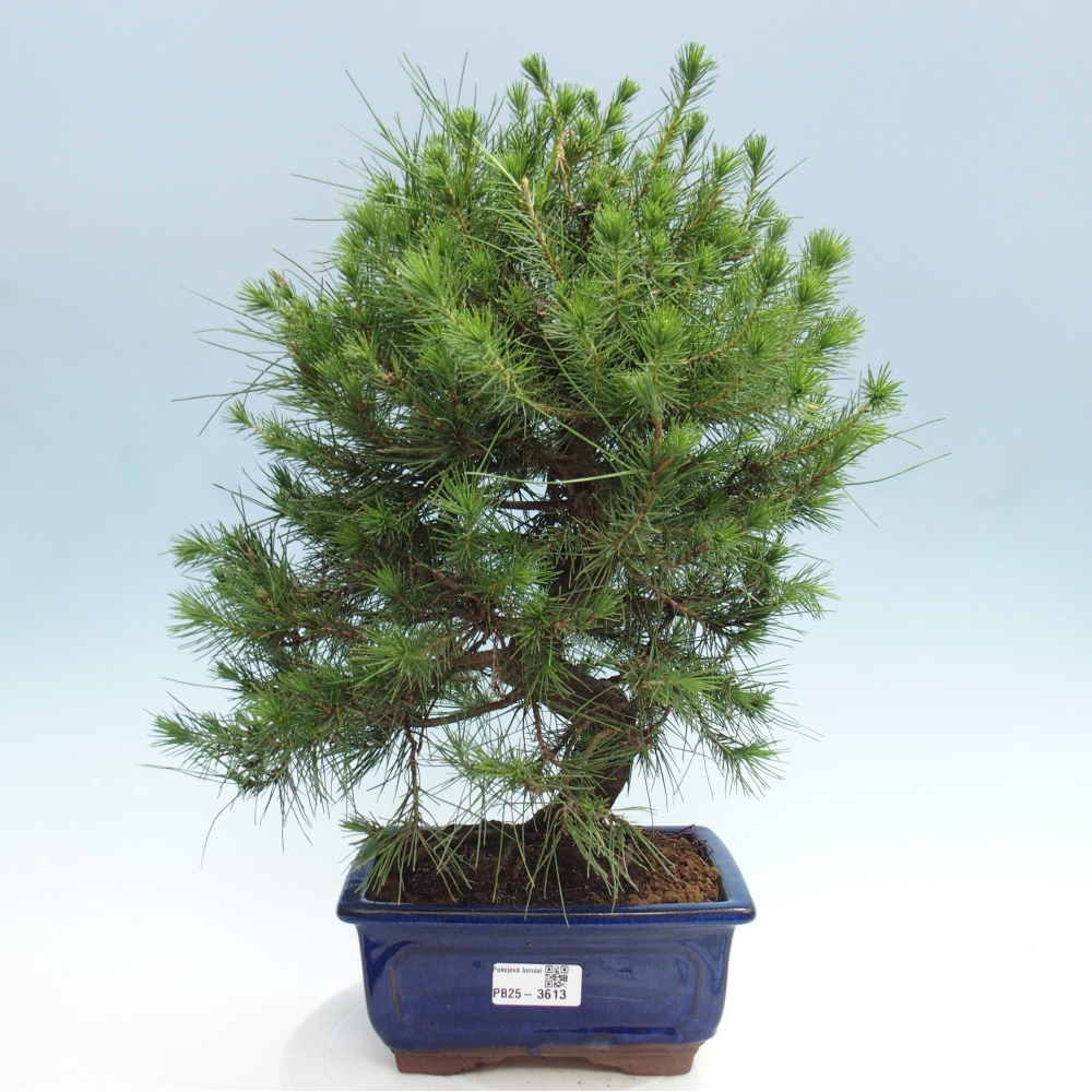 Pokojová bonsai-Pinus halepensis-Borovice alepská
