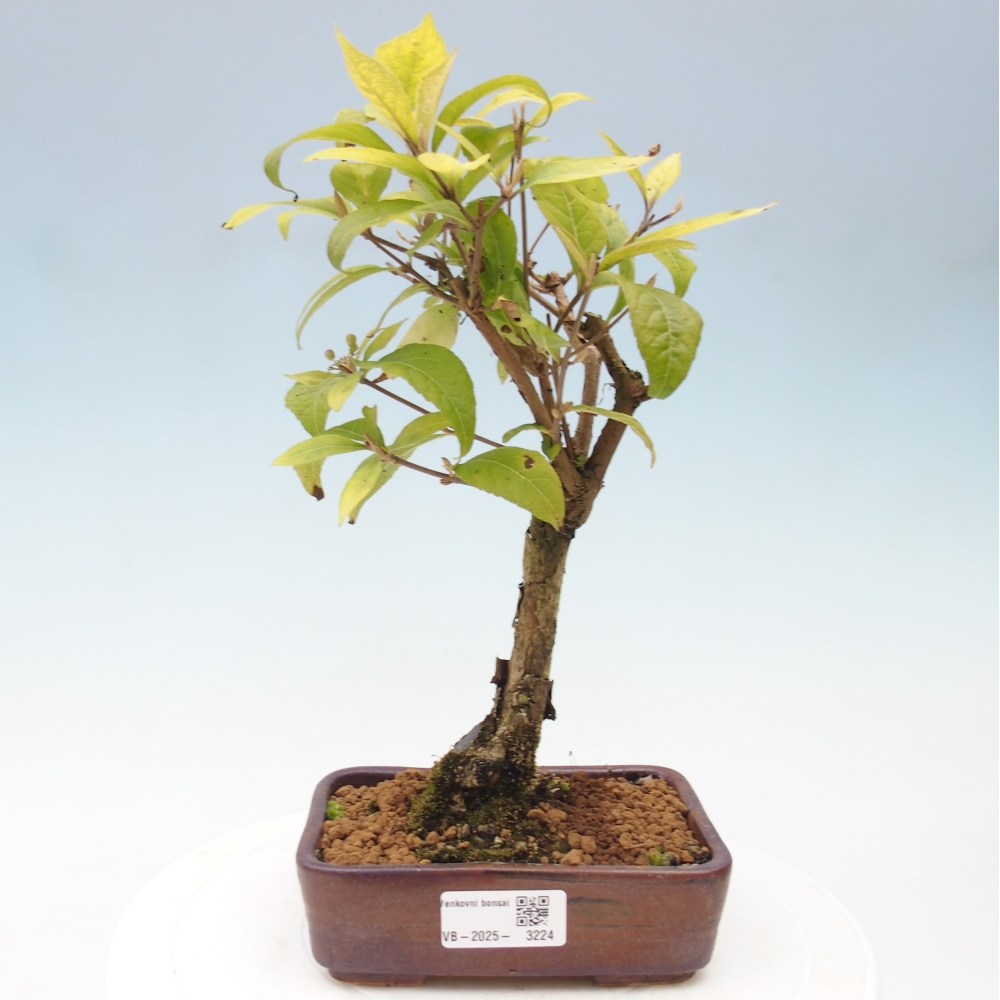 Venkovní bonsai - krásnoplodka - Callicarpa japonica