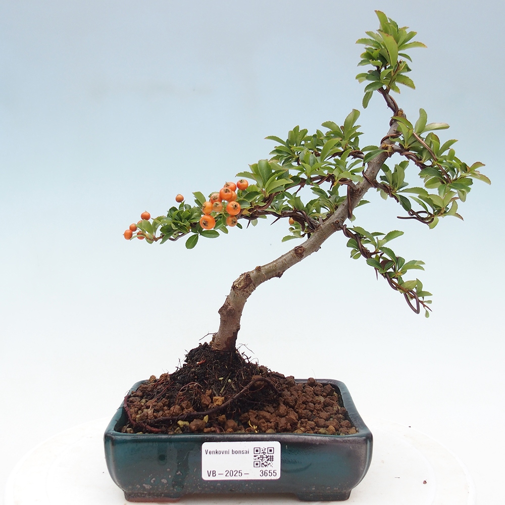 Venkovní bonsai-Pyracanta Teton -Hlohyně