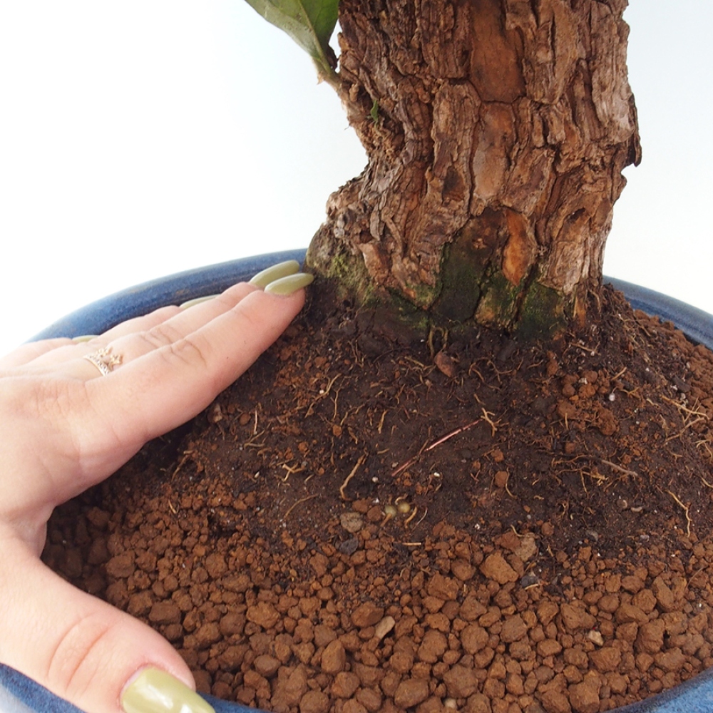 Pokojová bonsai - Bouganwilea