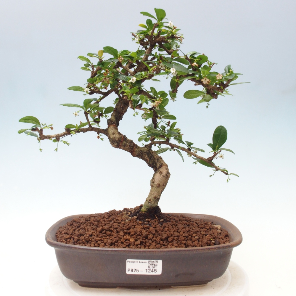 Pokojová bonsai - Carmona macrophylla - Čaj fuki