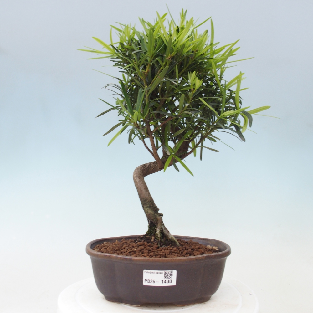 Pokojová bonsai - Podocarpus - Kamenný tis