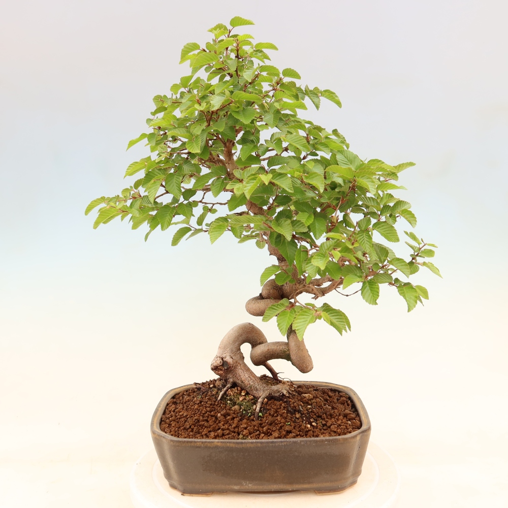 Venkovní bonsai -Carpinus coreana - Habr korejský