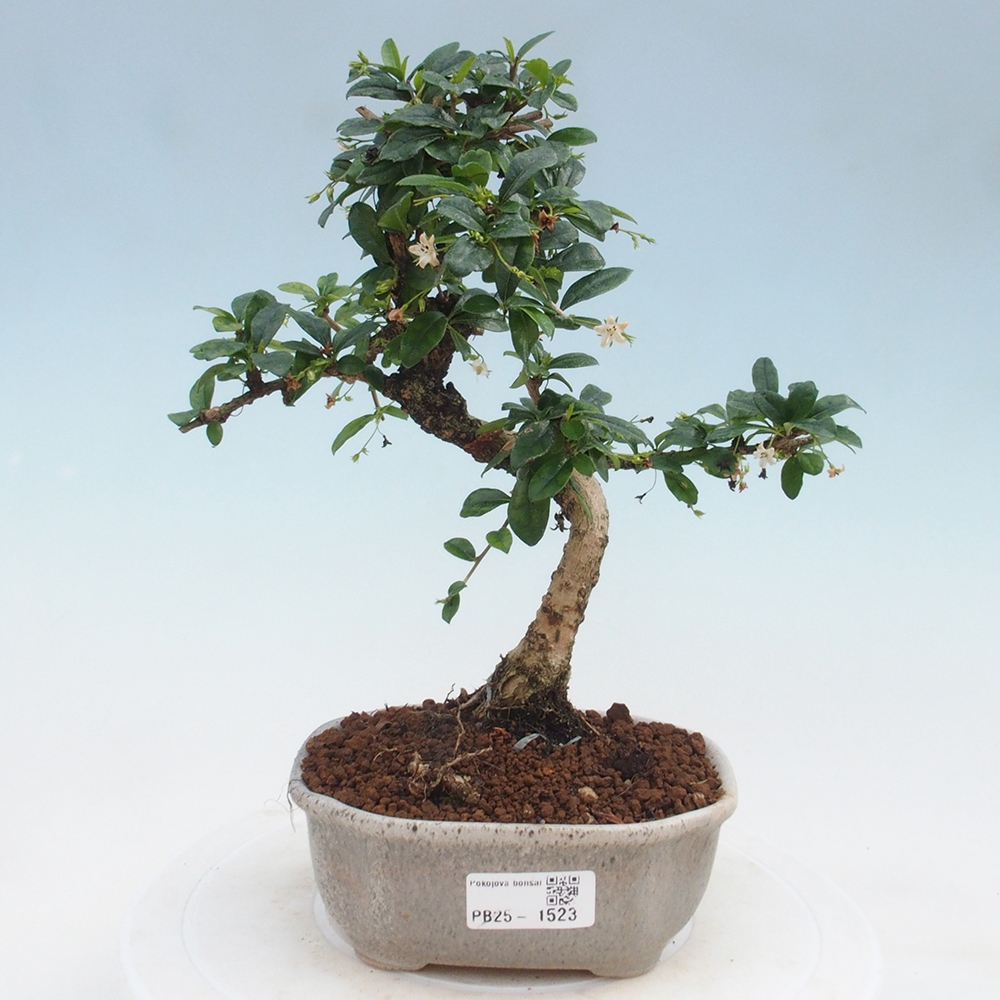 Pokojová bonsai - Carmona macrophylla - Čaj fuki