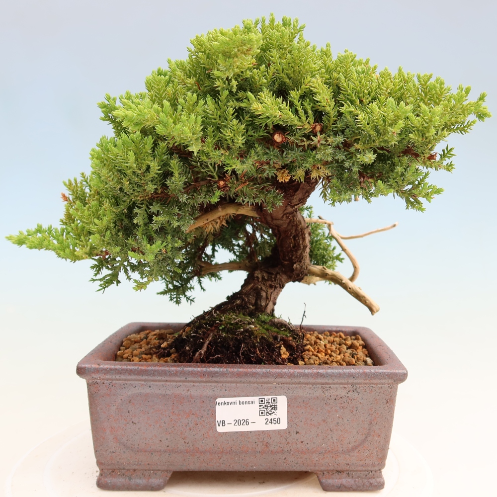 Venkovní bonsai - Juniperus procumbens - Jalovec polehavý