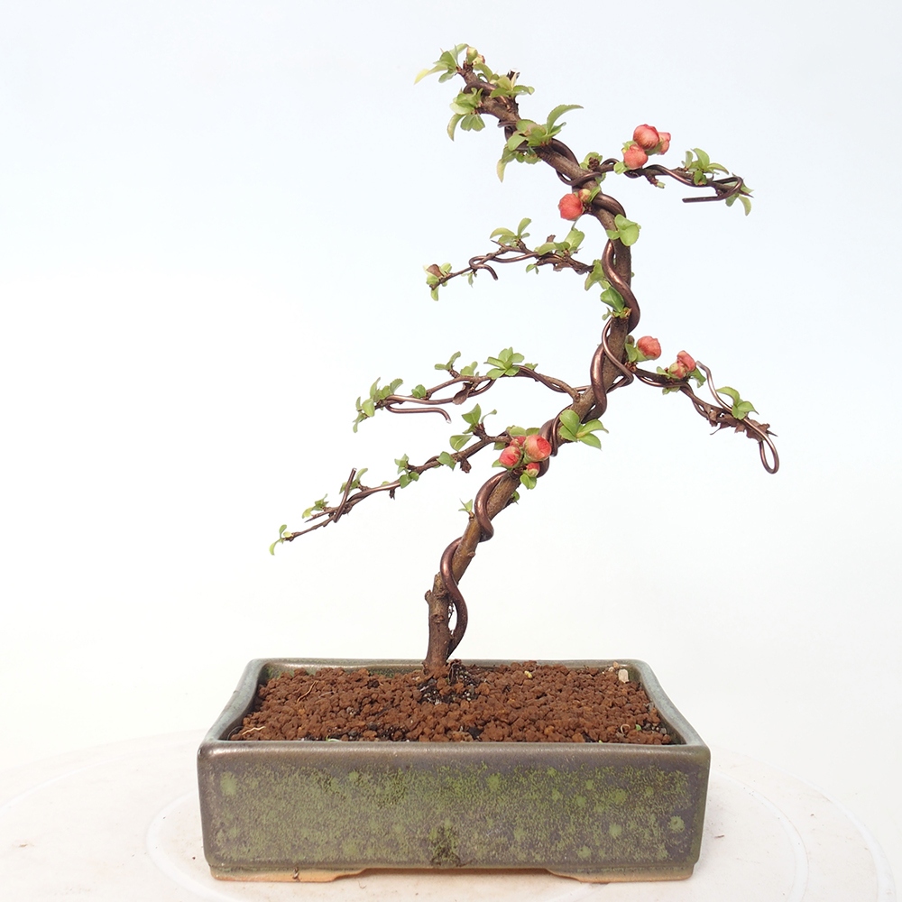 Venkovní bonsai - Chaneomeles s. Red Joy - Kdoulovec 