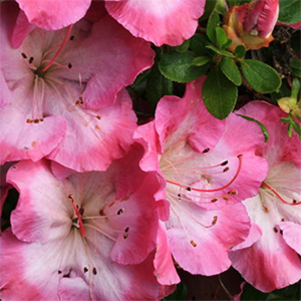 Venkovní bonsai - Japonská azalka - Azalea Sakurakomachi