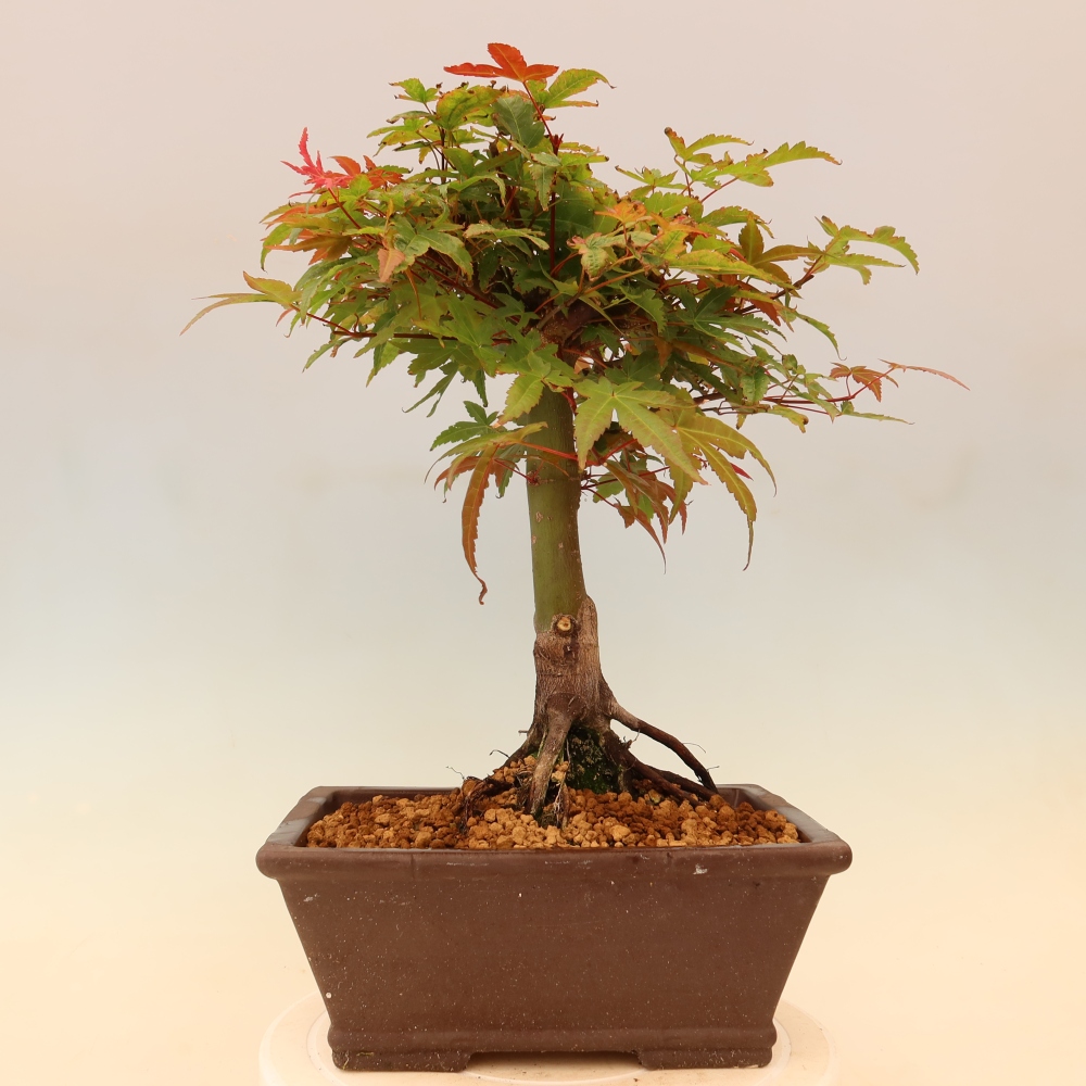 Javor dlanitolistý - Acer palmatum Beni Tsukasa