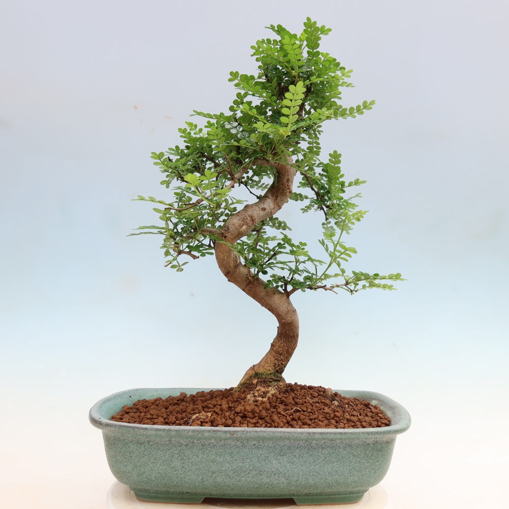 Pokojová bonsai - Zantoxylum piperitum - Pepřovník
