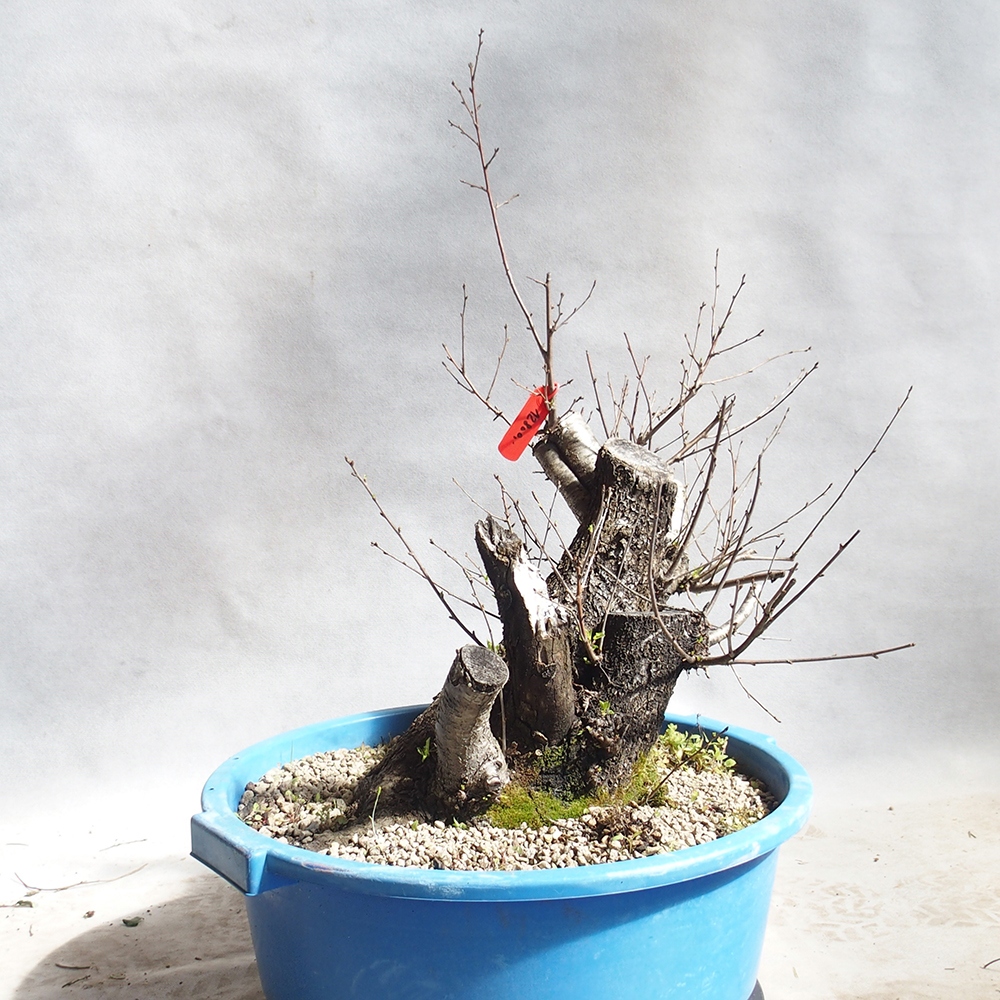 Venkovní bonsai -Mahalebka - Prunus mahaleb