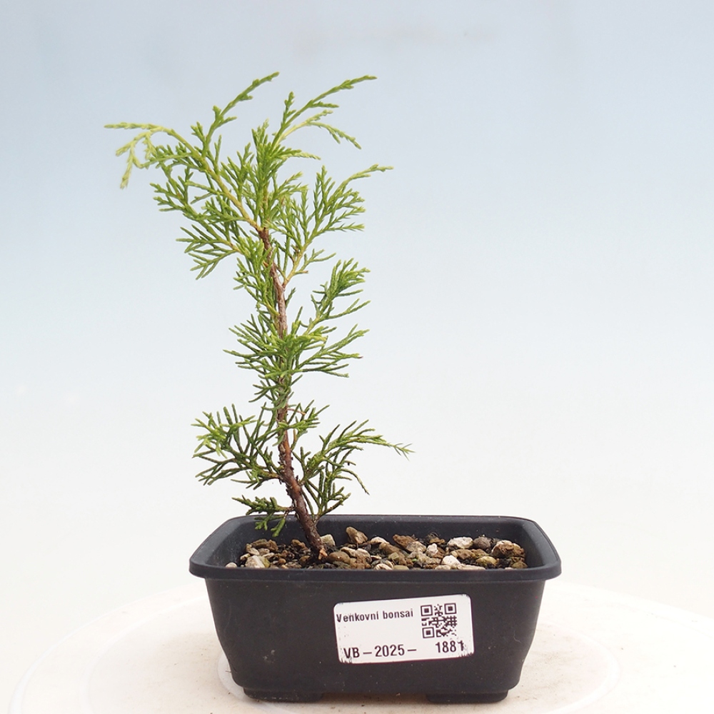 Venkovní bonsai - Juniperus chinensis Itoigawa -Jalovec čínský